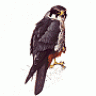 Alcotan_mad