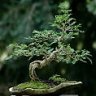 zelkova3