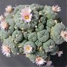 lophophora williamsii