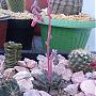 skactus