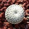 Mexicactus