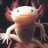 nelaxolotl