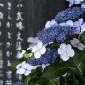 Lunaria