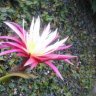 todaslasflores