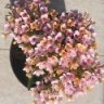 Gambusia