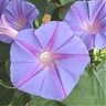 Ipomoea_purpurea