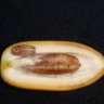 Datil