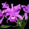 catasetum