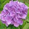 GBiloba