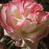rakel_2801
