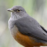 Monti