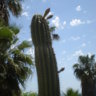 lovecactus