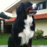 carlochoslm