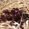 Lechuga Roja