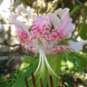 tonucha