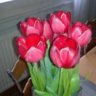tulip145