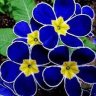 iraflower