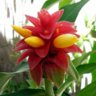 Canaii