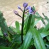 Scilla