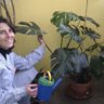 pinchulines