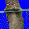 Baley