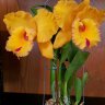orkidea vanda