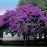 Paulownia