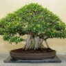 ficus78