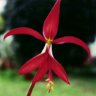 Jardín blanco