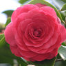 camelia15