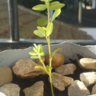 Probleplant