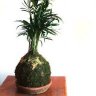 MyFairGarden