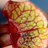 lofcarniplants