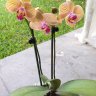 Loveorchids