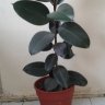 plantas124