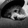Murdie