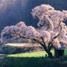 KenshinHitokiri