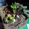 muchocactus