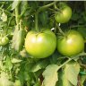 Plantalo29
