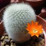 Rocio_Cactucitos