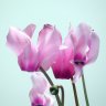VioletaDePersia