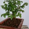 SrUlgirDelBonsai