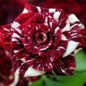 luna.gitana71