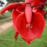 verdeargenta