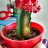 buby011