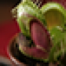 Jarood T