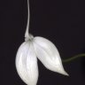 Epidendrum