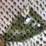 criptorquidea