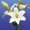 Lilium Blanco