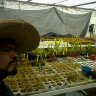 carnivorous_garden
